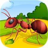 蚂蚁赛跑