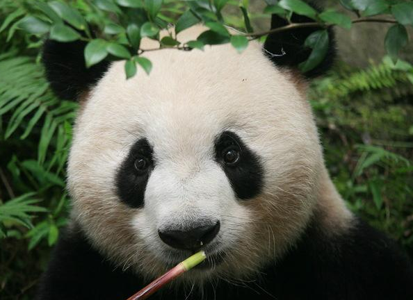 大熊猫认脸