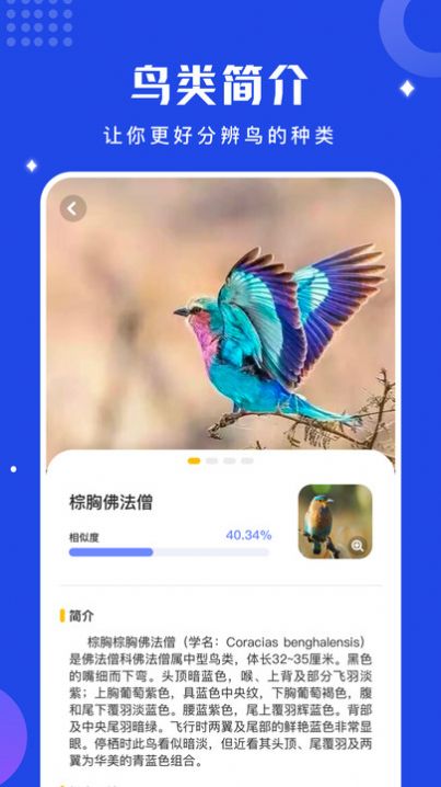 鸟语语言翻译器官网版